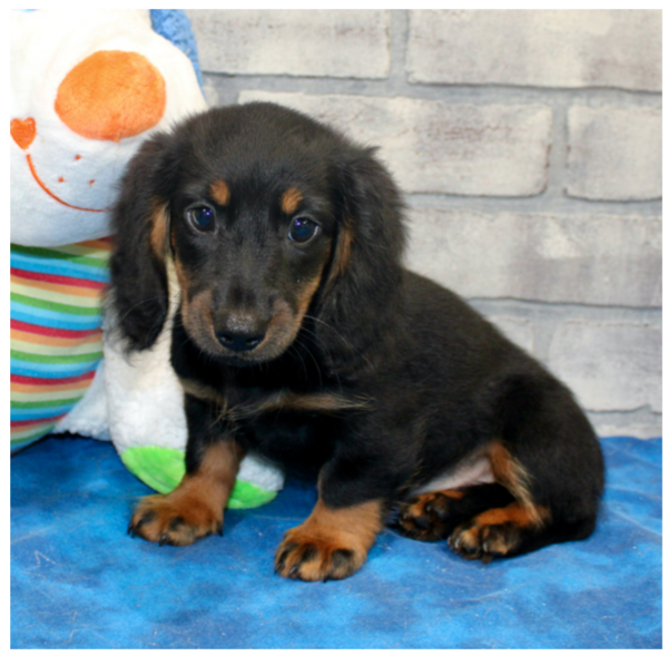 Asher - Male
