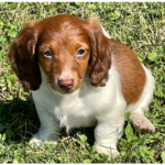 Belle - Female