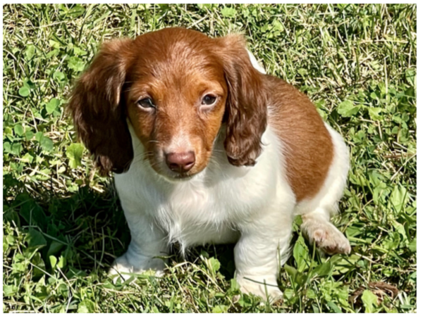 Belle - Female