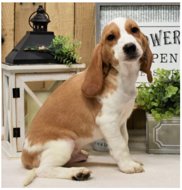 Benji - Male