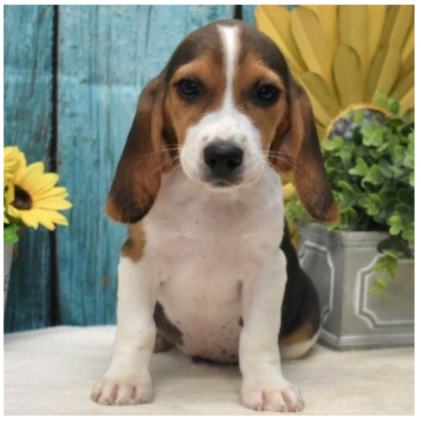 Buster - Male