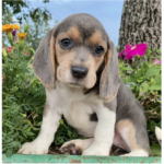 Buttercup - Female