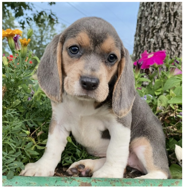 Buttercup - Female