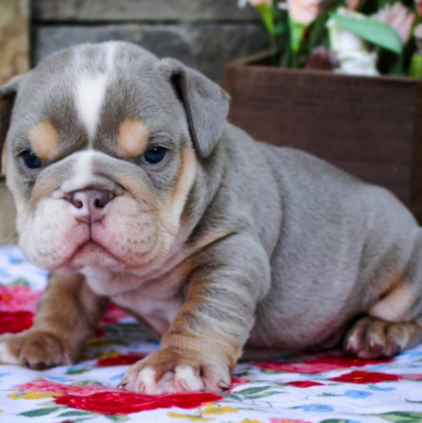 Charlie - Male