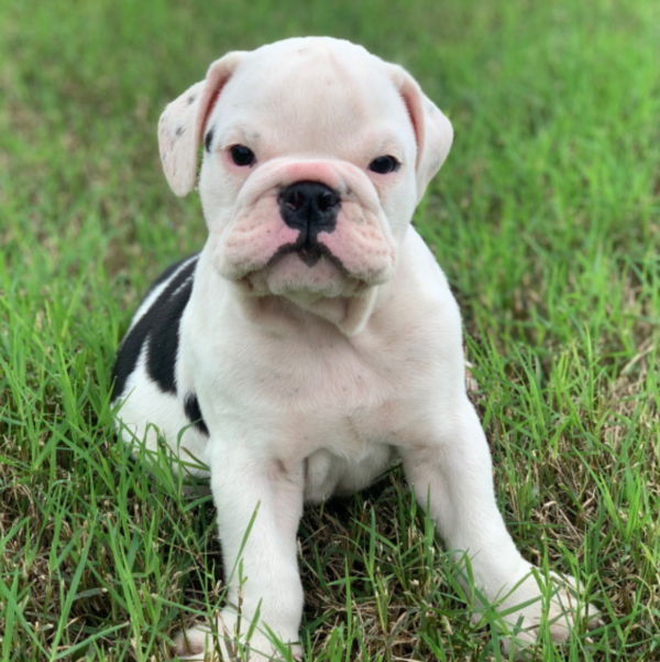 Harper - Female