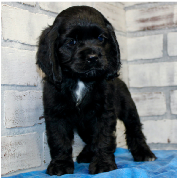 Harper - Female