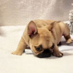 Marcey - Female