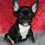 Penny- Female