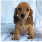 Pupparoo - Male