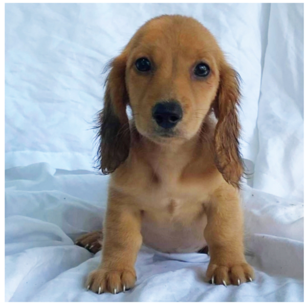 Pupparoo - Male