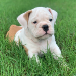 Rocky - Male