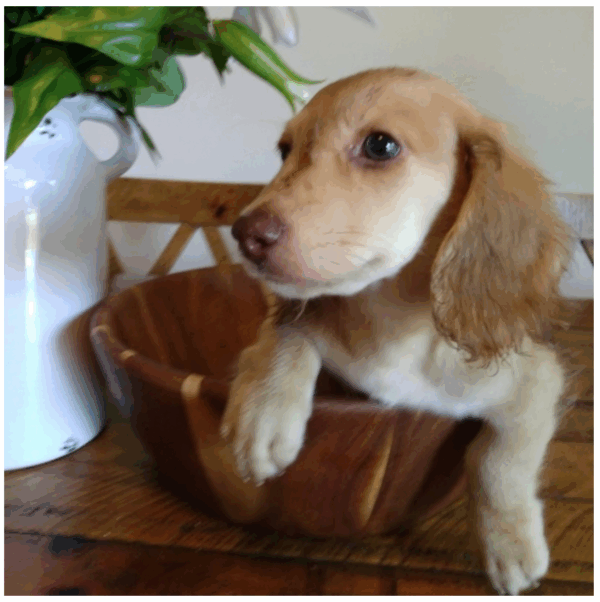 Roosevelt - Female - Image 7