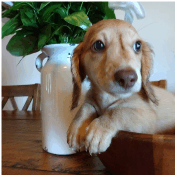 Roosevelt - Female - Image 6