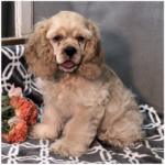 Samson - Male