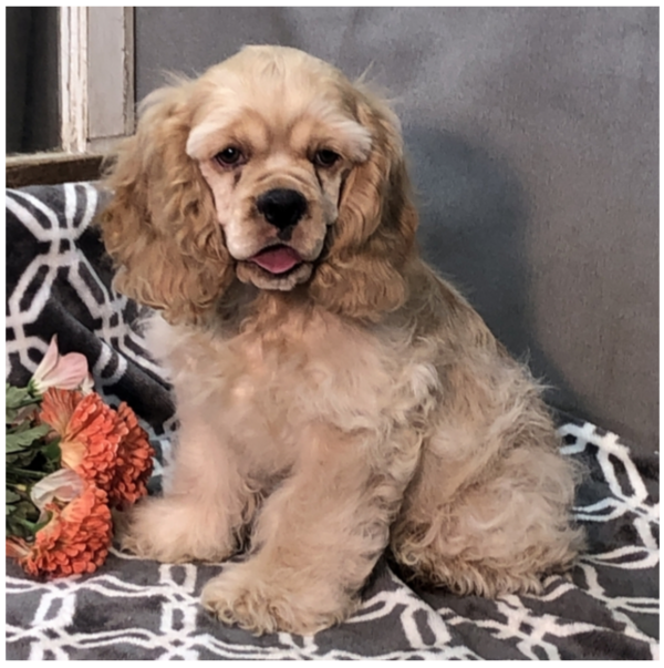 Samson - Male