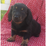 Sparky - Male