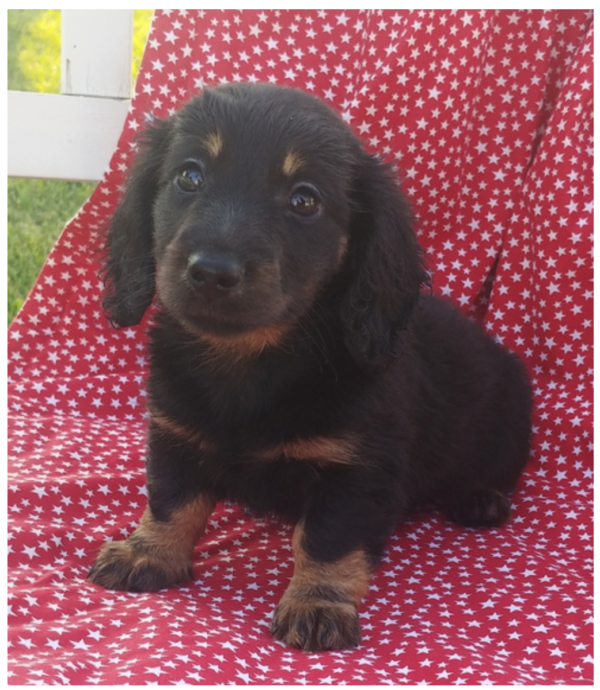 Sparky - Male