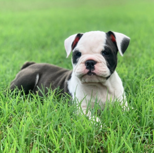 Willa- Female