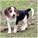 Willow Mae - Female