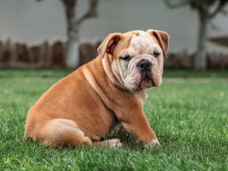 English Bulldog