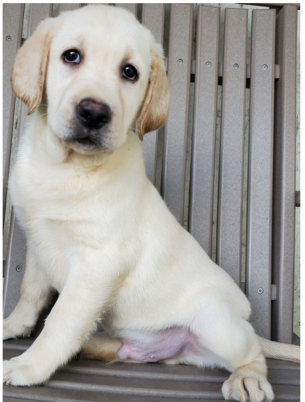 Buddy - Male