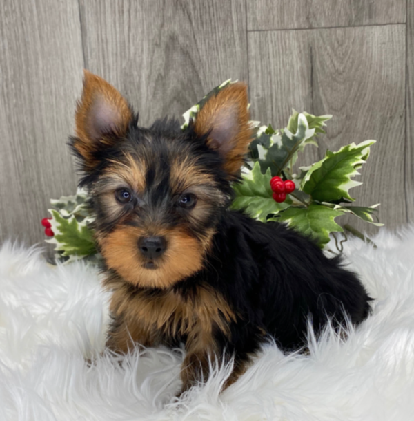 Chester - Male