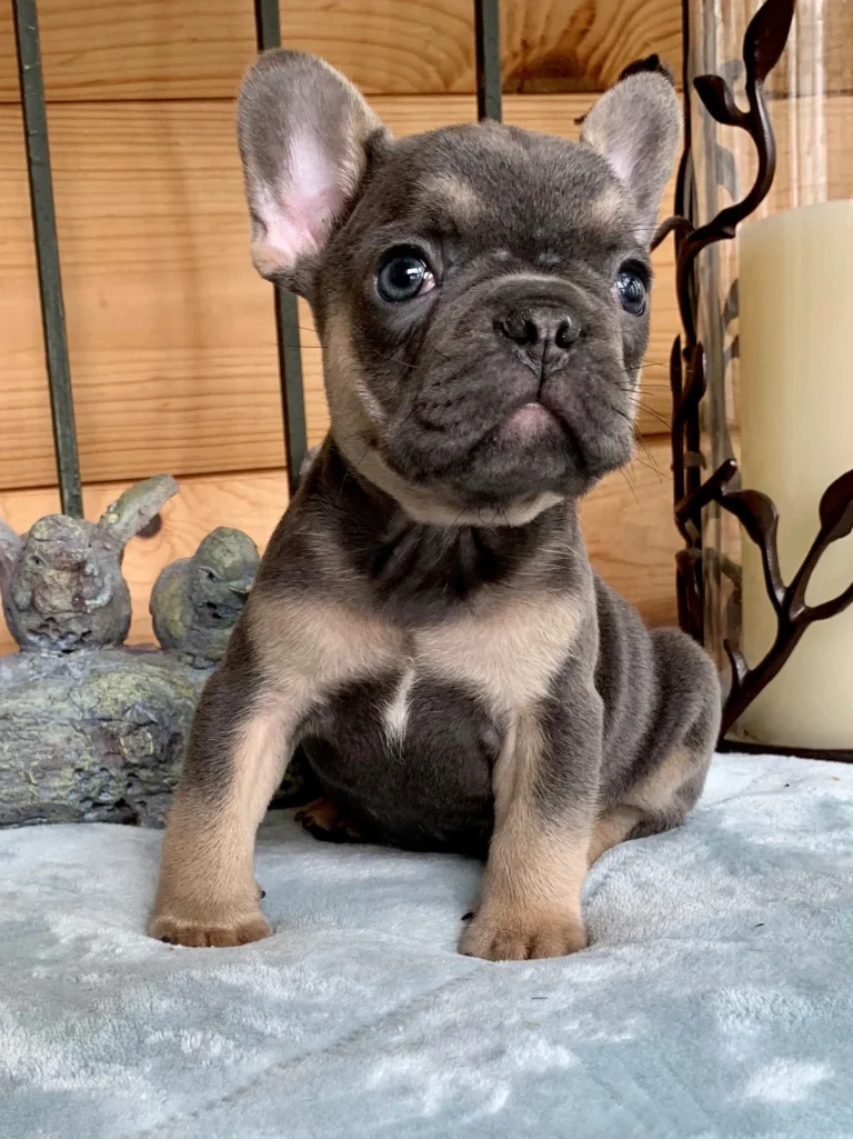 French Bulldog