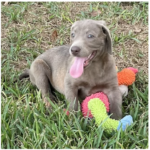 Lola - Female