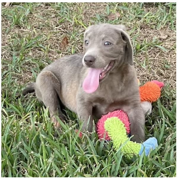 Lola - Female
