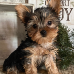 Princess - Female