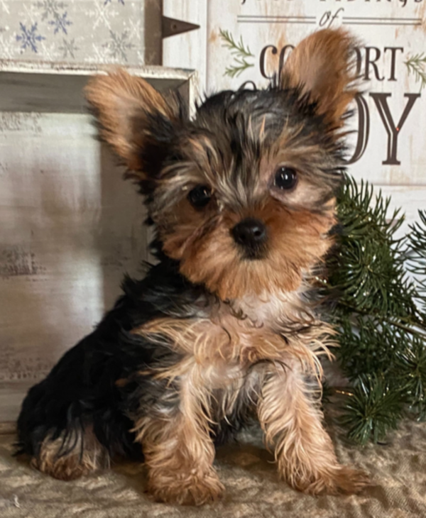 Princess - Female