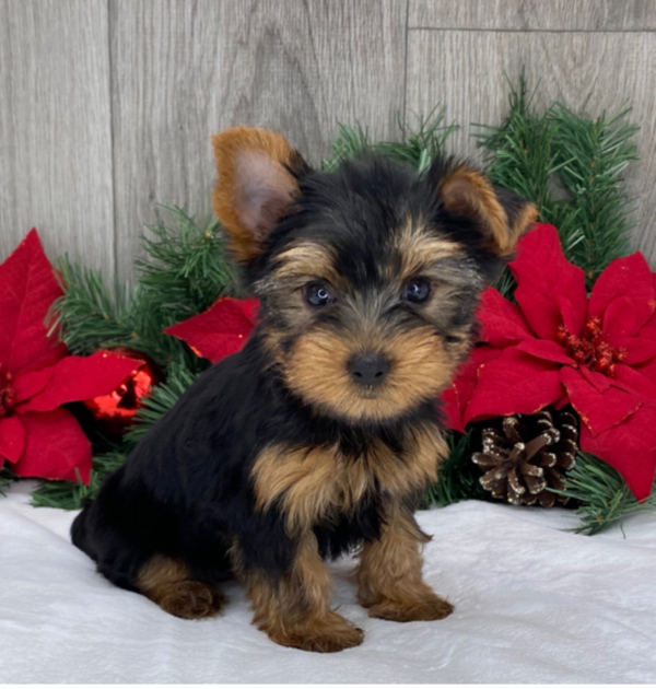 Samson - Male